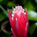 Maui flowers