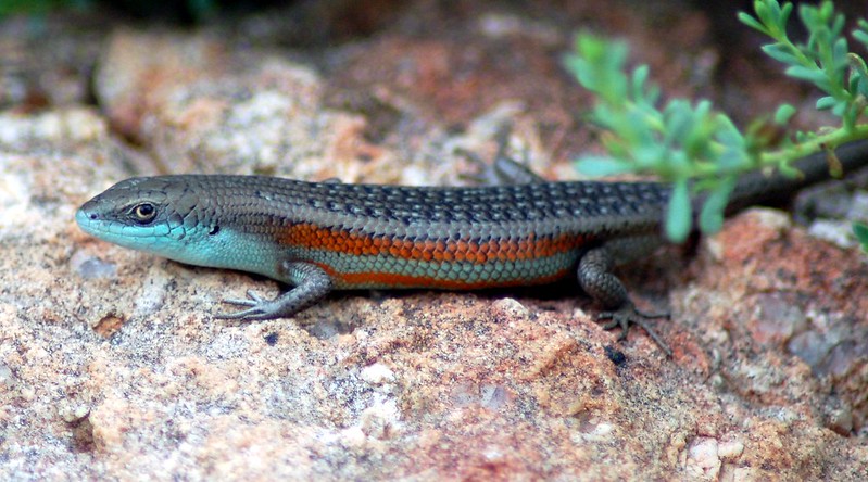 Southern Rainbow skink breeding colours EC cropped