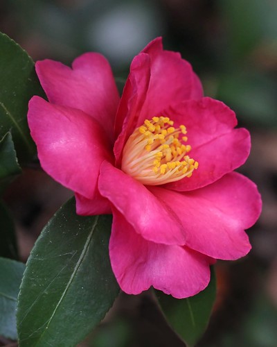 Camellia sasanqua, a November treat