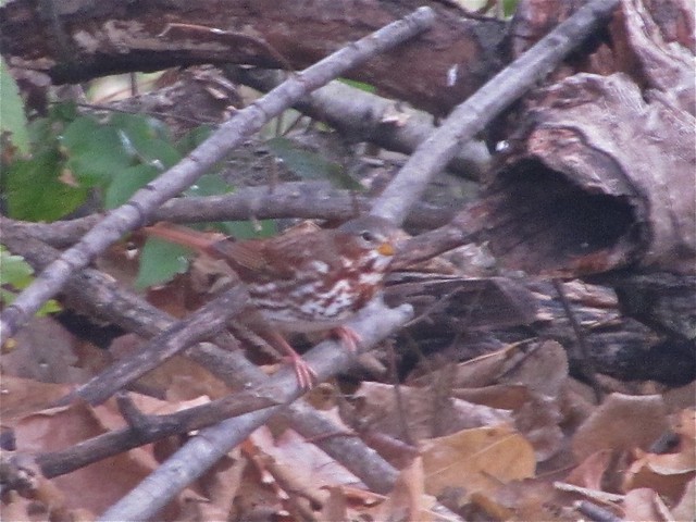 Fox Sparrow in Normal, IL