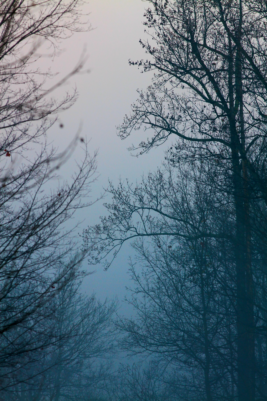 Foggy Morning - Trees