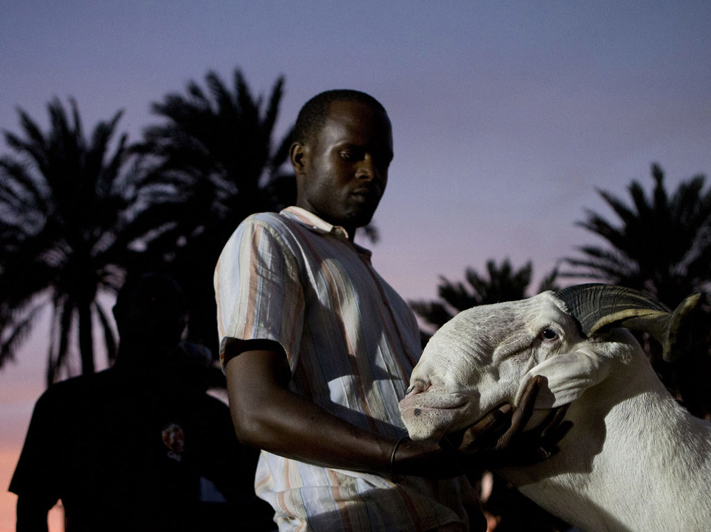 Breeder Pape Dieng massages the head of his ram, Salmane