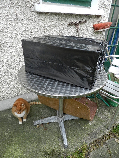 Ginga and a feral cat box