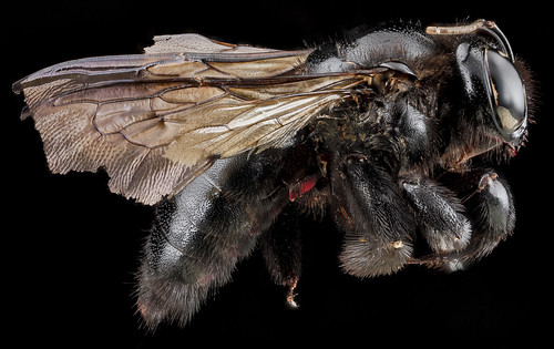 Xylocopa cubaecola, female, left side_2012-07-03-16.26.43 ZS PMax