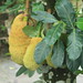 More Jackfruit