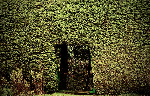 Hedge Hole by petetaylor
