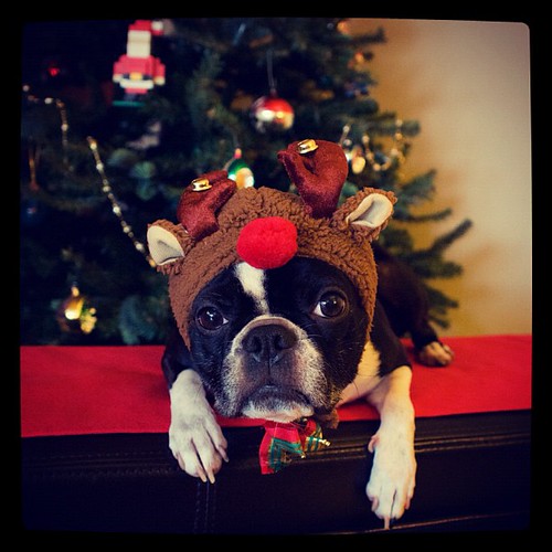 Stella Bella Blue, the other reindeer... #christmas #dog #dogs #bostonterrier #bostonterriers