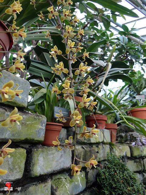 Orchids - Cymbidium madidum - Orchidaceae - origin Australia SC20121208 045