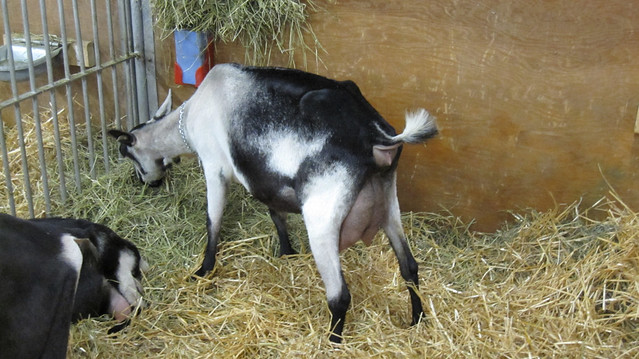 Goats with large udders