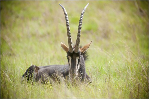 Sable Antelope by sachinvijayan