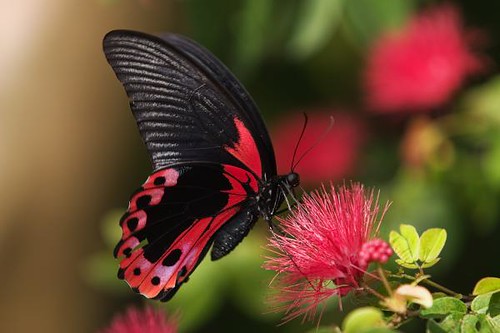 rose-shaded-butterfly
