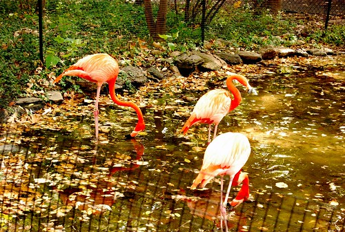 PZ - flamingos-001