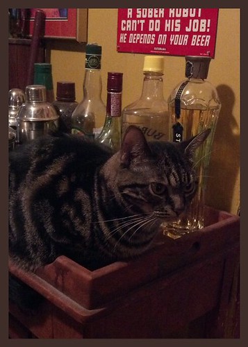 That Poor Man's Cat says it's 5 o'clock somewhere.