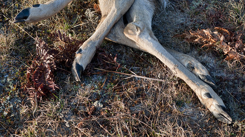 Frost-Covered Doe IV