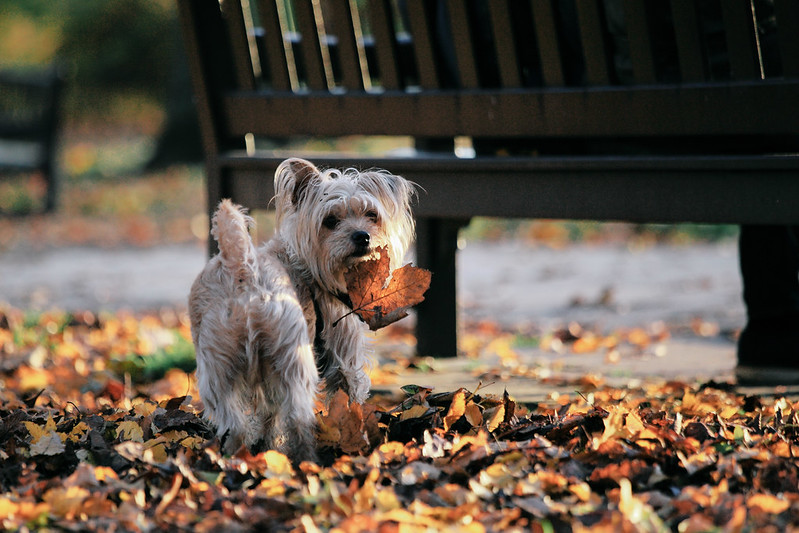 Dog likes autumn leaves.