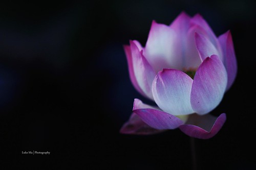 Lotus, Taipei, Taiwan - 無料写真検索fotoq