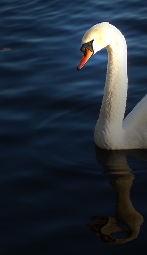 A Swan in November