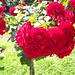 Rosas rojas | Red roses