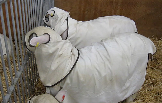 Sheep with custom covers over them to protect them for show