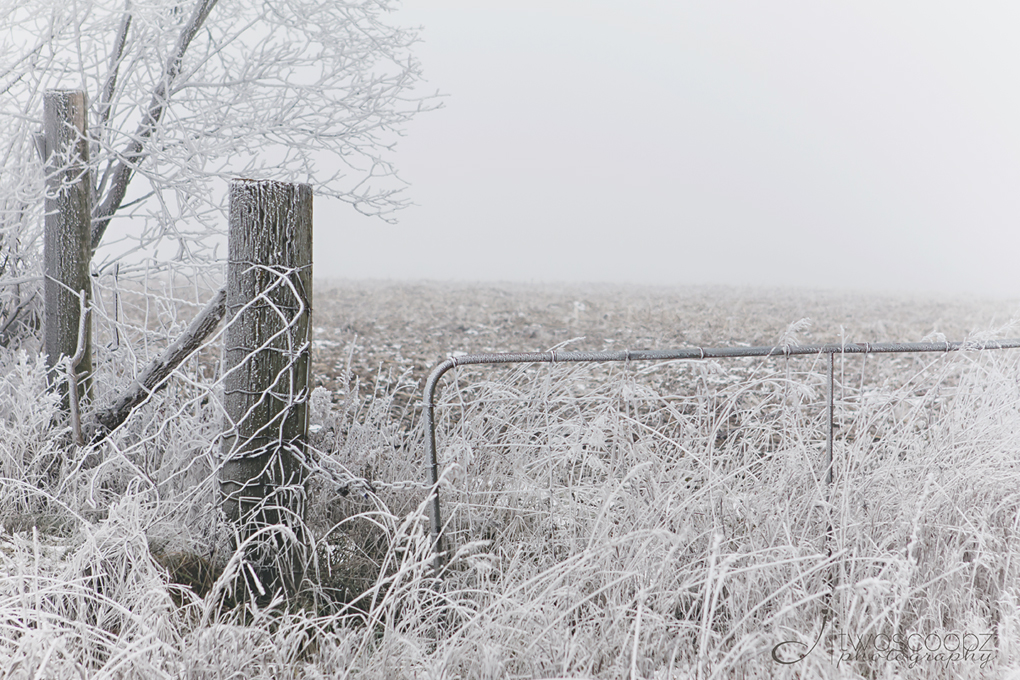 frosty fence