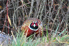 Pheasant, Quail & Turkey 