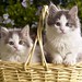 Basket of Kittens