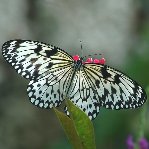Legs holding onto red flower are visible through transparent Paper Kite butterfly by jungle mama