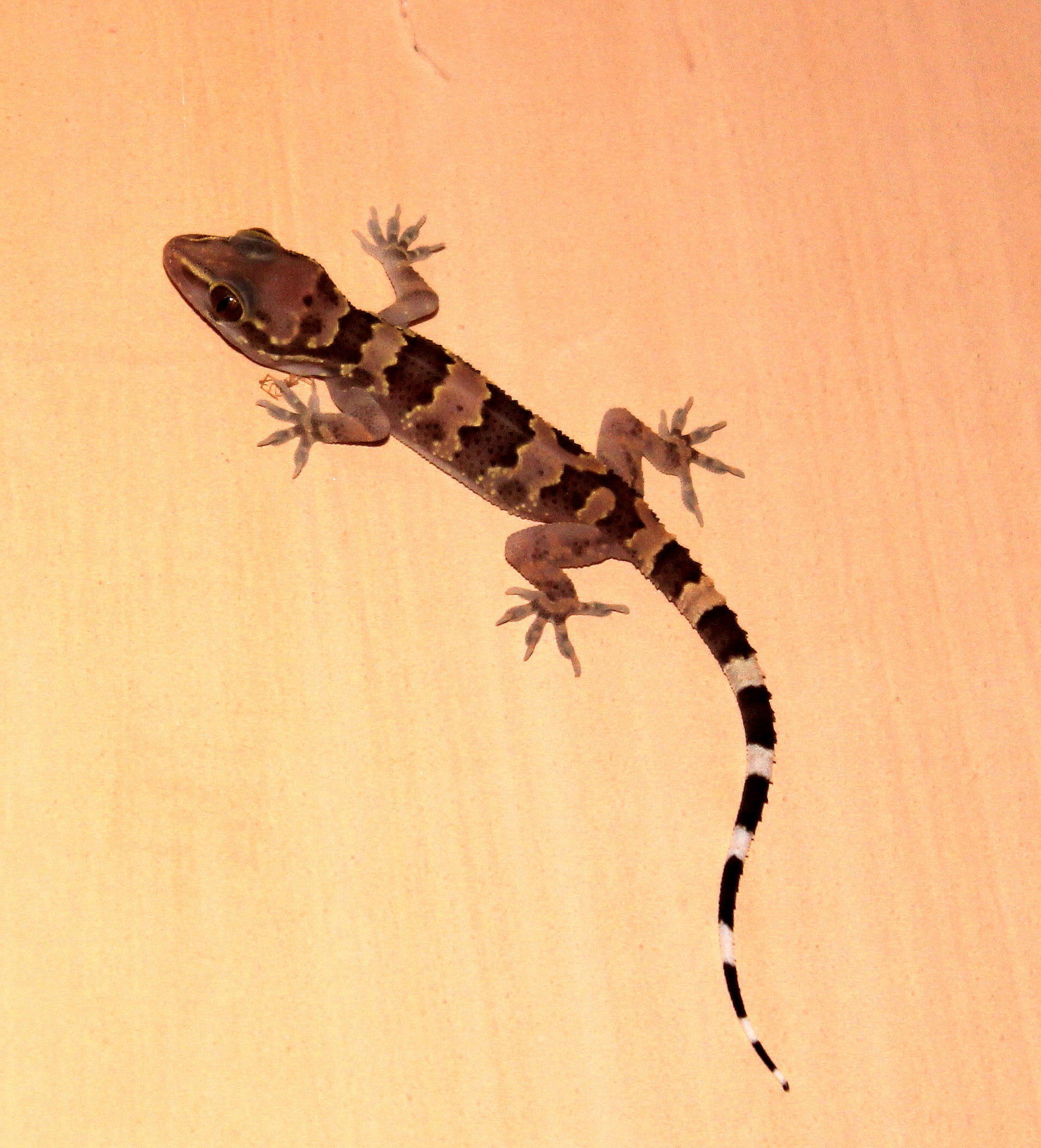 Hemidactylus maculatus image