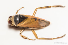 Heteroptera: Notonectidae