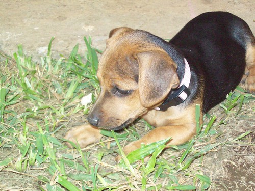 Fresca, our Costa Rican puppy