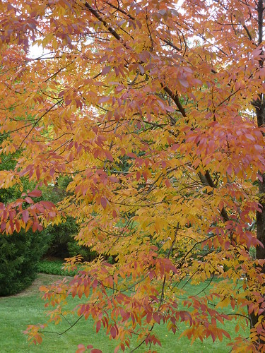 Wheaton, IL, Backyard Ash Tree, Fall Foliage