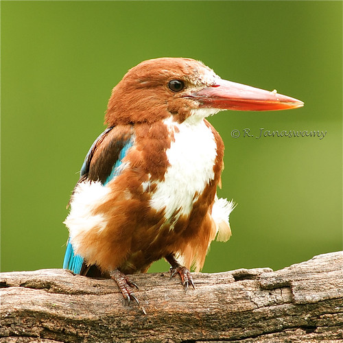 White-throated Kingfisher, Keoladeo National Park, Bharatpur, India
