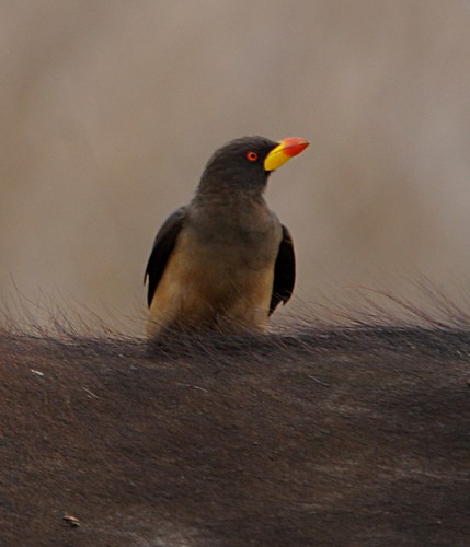 yellow-billed oxpecker