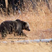 Yellowstone Grizzly named Raspberry
