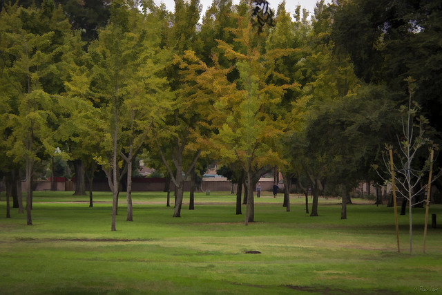 Furman Park trees
