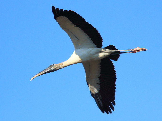 Wood Stork in flight 20121125