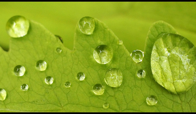 fern leaf detail