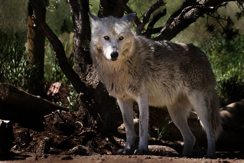 New Wolf by doublejwebers