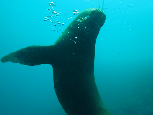 A sea lion posing for the camera in the Galapagos Islands
