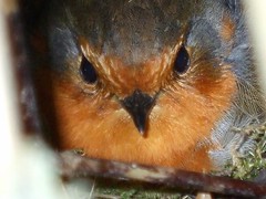Robin Red Breast Nesting