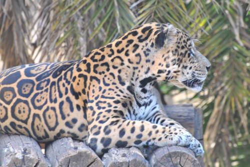 美洲豹為巴西科學家預定複製的頭三種動物之一。（照片提供：Brasilia Zoo）