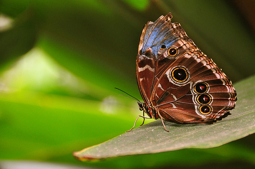 butterfly19