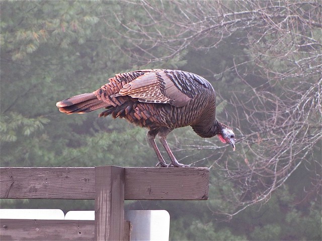 Wild Turkey at Evergreen Lake in McLean County, IL 02