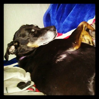 Lazy Lola #dogs #dobermanmix #dobiemix #rescue #adoptdontshop