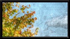 Framed modified fall branch by Julie70