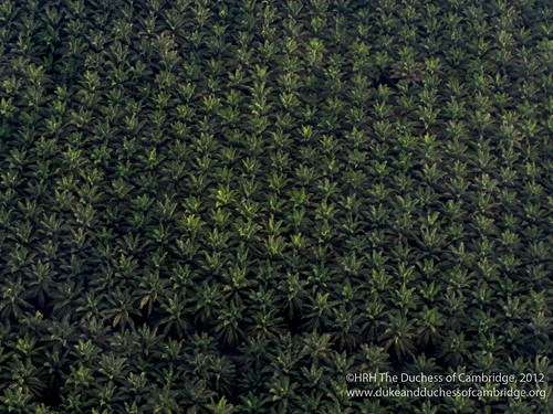 Photo of palm-oil-plantation