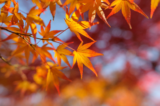 Momiji (Maple leaves) 3