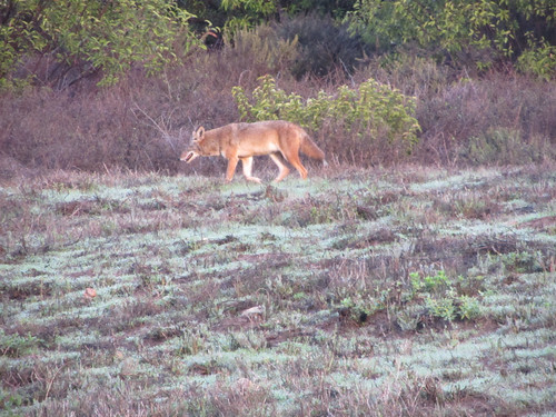coyotes on the bluff