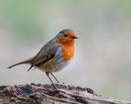 Robin in detail by Rivertay (more off than on)