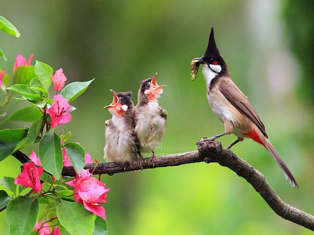 Trên đỉnh núi thiêng Bạch Mã - Kỳ 5: Rừng chim đặc biệt - Tuổi Trẻ Online